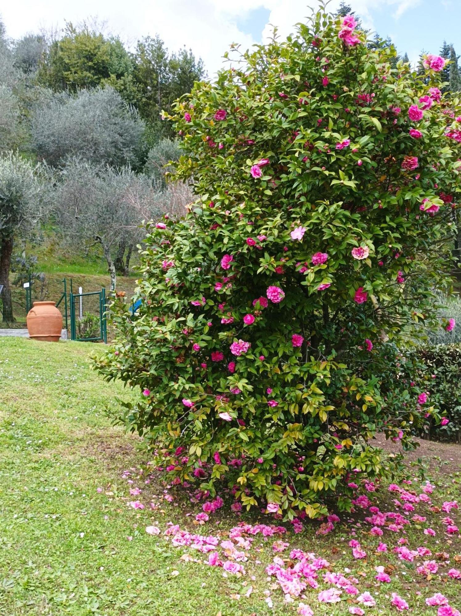 Villa Camelia Tuscany Pescia Exterior photo